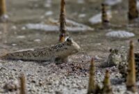 Sejumlah relawan dan warga lokal bekerja sama menanam bibit mangrove di kawasan pesisir untuk mencegah abrasi pantai dan memulihkan ekosistem laut.