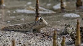Sejumlah relawan dan warga lokal bekerja sama menanam bibit mangrove di kawasan pesisir untuk mencegah abrasi pantai dan memulihkan ekosistem laut.