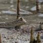 Sejumlah relawan dan warga lokal bekerja sama menanam bibit mangrove di kawasan pesisir untuk mencegah abrasi pantai dan memulihkan ekosistem laut.