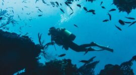 Seorang penyelam mengamati keindahan terumbu karang yang melimpah dengan keanekaragaman hayati laut di perairan Raja Ampat. Pelestarian kawasan pesisir menjadi pilar penting dalam menjaga keseimbangan alam Indonesia.