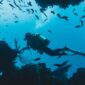 Seorang penyelam mengamati keindahan terumbu karang yang melimpah dengan keanekaragaman hayati laut di perairan Raja Ampat. Pelestarian kawasan pesisir menjadi pilar penting dalam menjaga keseimbangan alam Indonesia.