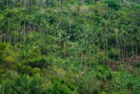 Pemandangan kanopi lebat kawasan hutan tropis Indonesia yang berfungsi sebagai penyerap emisi karbon sekaligus penopang utama keanekaragaman hayati Nusantara.