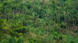 Pemandangan kanopi lebat kawasan hutan tropis Indonesia yang berfungsi sebagai penyerap emisi karbon sekaligus penopang utama keanekaragaman hayati Nusantara.