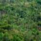 Pemandangan kanopi lebat kawasan hutan tropis Indonesia yang berfungsi sebagai penyerap emisi karbon sekaligus penopang utama keanekaragaman hayati Nusantara.