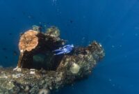 Seorang penyelam sedang merawat struktur transplantasi terumbu karang di kawasan konservasi perairan Indonesia sebagai bagian dari upaya pemulihan ekosistem bawah laut.