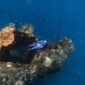 Seorang penyelam sedang merawat struktur transplantasi terumbu karang di kawasan konservasi perairan Indonesia sebagai bagian dari upaya pemulihan ekosistem bawah laut.