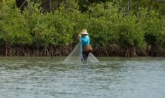 Menyembuhkan Pesisir Indonesia Melalui Tren Restorasi Mangrove yang Mengubah Gaya Hidup Komunitas Muda
