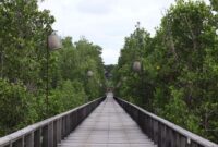 Warga lokal bersama relawan bekerja sama menanam bibit mangrove di kawasan pesisir guna mencegah abrasi sekaligus memulihkan ekosistem laut. Aktivitas pelestarian lingkungan berbasis masyarakat ini kini menjadi motor penggerak ekonomi baru melalui pengembangan destinasi ekowisata edukatif.