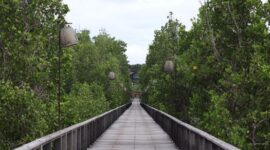 Warga lokal bersama relawan bekerja sama menanam bibit mangrove di kawasan pesisir guna mencegah abrasi sekaligus memulihkan ekosistem laut. Aktivitas pelestarian lingkungan berbasis masyarakat ini kini menjadi motor penggerak ekonomi baru melalui pengembangan destinasi ekowisata edukatif.
