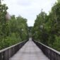 Warga lokal bersama relawan bekerja sama menanam bibit mangrove di kawasan pesisir guna mencegah abrasi sekaligus memulihkan ekosistem laut. Aktivitas pelestarian lingkungan berbasis masyarakat ini kini menjadi motor penggerak ekonomi baru melalui pengembangan destinasi ekowisata edukatif.