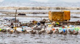 Timbunan sampah plastik sekali pakai yang mencemari kawasan pesisir Indonesia menjadi ancaman nyata bagi keberlangsung ekosistem laut dan kesehatan masyarakat.