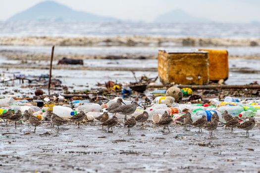 Timbunan sampah plastik sekali pakai yang mencemari kawasan pesisir Indonesia menjadi ancaman nyata bagi keberlangsung ekosistem laut dan kesehatan masyarakat.
