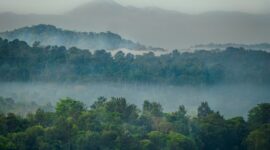 Sinar matahari pagi menembus rimbunnya kanopi hutan tropis Indonesia yang menjadi paru-paru dunia sekaligus rumah bagi ribuan keanekaragaman hayati.