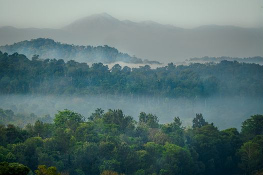 Sinar matahari pagi menembus rimbunnya kanopi hutan tropis Indonesia yang menjadi paru-paru dunia sekaligus rumah bagi ribuan keanekaragaman hayati.