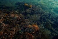 Pemandangan terumbu karang yang melimpah dan kawanan ikan pelagis di perairan Raja Ampat, Papua Barat, memperlihatkan kekayaan hayati bawah laut Indonesia yang membutuhkan perhatian bersama.