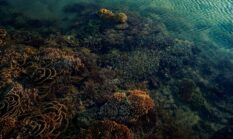 Menjaga Pesona Laut Nusantara: Langkah Kecil dari Gaya Hidup untuk Kelestarian Ekosistem Bahari