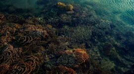 Pemandangan terumbu karang yang melimpah dan kawanan ikan pelagis di perairan Raja Ampat, Papua Barat, memperlihatkan kekayaan hayati bawah laut Indonesia yang membutuhkan perhatian bersama.