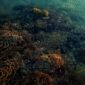 Pemandangan terumbu karang yang melimpah dan kawanan ikan pelagis di perairan Raja Ampat, Papua Barat, memperlihatkan kekayaan hayati bawah laut Indonesia yang membutuhkan perhatian bersama.