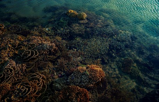 Pemandangan terumbu karang yang melimpah dan kawanan ikan pelagis di perairan Raja Ampat, Papua Barat, memperlihatkan kekayaan hayati bawah laut Indonesia yang membutuhkan perhatian bersama.
