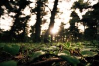 Seorang relawan muda sedang menanam bibit pohon endemik di area restorasi ekosistem untuk mengembalikan fungsi hutan tropis Nusantara.