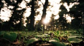 Seorang relawan muda sedang menanam bibit pohon endemik di area restorasi ekosistem untuk mengembalikan fungsi hutan tropis Nusantara.