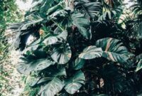 Rimbunnya kanopi hutan hujan tropis di Indonesia menjadi penyerap karbon utama sekaligus pengatur suhu bumi yang sangat bergantung pada kepedulian serta aksi nyata masyarakat.