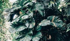 Menjaga Kanopi Tropis: Langkah Gaya Hidup Urban untuk Kelestarian Hutan Indonesia