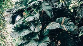 Rimbunnya kanopi hutan hujan tropis di Indonesia menjadi penyerap karbon utama sekaligus pengatur suhu bumi yang sangat bergantung pada kepedulian serta aksi nyata masyarakat.