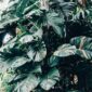 Rimbunnya kanopi hutan hujan tropis di Indonesia menjadi penyerap karbon utama sekaligus pengatur suhu bumi yang sangat bergantung pada kepedulian serta aksi nyata masyarakat.