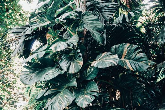 Rimbunnya kanopi hutan hujan tropis di Indonesia menjadi penyerap karbon utama sekaligus pengatur suhu bumi yang sangat bergantung pada kepedulian serta aksi nyata masyarakat.