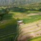 Pemandangan udara memperlihatkan alih fungsi lahan hutan tropis di Indonesia yang berdampak langsung pada keseimbangan iklim dan keanekaragaman hayati Nusantara.