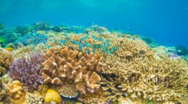 Seorang penyelam melintas di atas terumbu karang yang sehat di perairan Indonesia, mencerminkan harmoni antara keindahan alam bawah laut dan kegiatan wisata ramah lingkungan.
