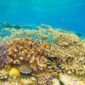 Seorang penyelam melintas di atas terumbu karang yang sehat di perairan Indonesia, mencerminkan harmoni antara keindahan alam bawah laut dan kegiatan wisata ramah lingkungan.