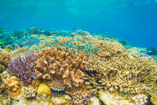 Seorang penyelam melintas di atas terumbu karang yang sehat di perairan Indonesia, mencerminkan harmoni antara keindahan alam bawah laut dan kegiatan wisata ramah lingkungan.