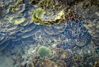 Penyelam lokal melakukan penanaman bibit terumbu karang di perairan Raja Ampat sebagai bagian dari upaya pemulihan ekosistem laut. Aktivitas ini melibatkan masyarakat pesisir untuk menjaga keanekaragaman hayati laut Indonesia secara berkelanjutan.