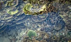 Menyelami Surga Bawah Laut Indonesia Lewat Gaya Hidup Bahari Berkelanjutan