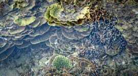 Penyelam lokal melakukan penanaman bibit terumbu karang di perairan Raja Ampat sebagai bagian dari upaya pemulihan ekosistem laut. Aktivitas ini melibatkan masyarakat pesisir untuk menjaga keanekaragaman hayati laut Indonesia secara berkelanjutan.