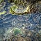 Penyelam lokal melakukan penanaman bibit terumbu karang di perairan Raja Ampat sebagai bagian dari upaya pemulihan ekosistem laut. Aktivitas ini melibatkan masyarakat pesisir untuk menjaga keanekaragaman hayati laut Indonesia secara berkelanjutan.