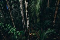 Rimbunnya kanopi hutan hujan tropis di Indonesia yang menjadi benteng pertahanan ekosistem dunia dan sumber kehidupan masyarakat hulu hingga hilir.