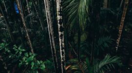 Rimbunnya kanopi hutan hujan tropis di Indonesia yang menjadi benteng pertahanan ekosistem dunia dan sumber kehidupan masyarakat hulu hingga hilir.