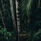 Rimbunnya kanopi hutan hujan tropis di Indonesia yang menjadi benteng pertahanan ekosistem dunia dan sumber kehidupan masyarakat hulu hingga hilir.