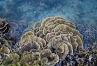 Seorang penyelam melintas di atas ekosistem terumbu karang perairan Indonesia yang berdampingan dengan ancaman limbah sampah plastik floating di lautan. Foto ini menggambarkan perlunya tindakan nyata untuk menjaga kelestarian biota bawah laut Nusantara.