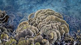 Seorang penyelam melintas di atas ekosistem terumbu karang perairan Indonesia yang berdampingan dengan ancaman limbah sampah plastik floating di lautan. Foto ini menggambarkan perlunya tindakan nyata untuk menjaga kelestarian biota bawah laut Nusantara.