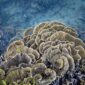 Seorang penyelam melintas di atas ekosistem terumbu karang perairan Indonesia yang berdampingan dengan ancaman limbah sampah plastik floating di lautan. Foto ini menggambarkan perlunya tindakan nyata untuk menjaga kelestarian biota bawah laut Nusantara.