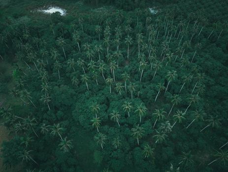 Sejumlah sukarelawan bersama masyarakat lokal sedang menanam bibit pohon endemik di area restorasi hutan untuk mengembalikan ekosistem alam yang sempat rusak.