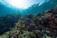 Gugusan terumbu karang yang sehat dan dipenuhi beragam jenis ikan tropis di perairan Indonesia membutuhkan komitmen pelestarian dari setiap wisatawan yang berkunjung.