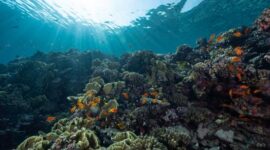 Gugusan terumbu karang yang sehat dan dipenuhi beragam jenis ikan tropis di perairan Indonesia membutuhkan komitmen pelestarian dari setiap wisatawan yang berkunjung.