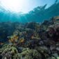 Gugusan terumbu karang yang sehat dan dipenuhi beragam jenis ikan tropis di perairan Indonesia membutuhkan komitmen pelestarian dari setiap wisatawan yang berkunjung.