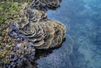 Sejumlah relawan dan warga lokal mengumpulkan sampah plastik di sepanjang garis pantai untuk menjaga kelestarian ekosistem bawah laut Indonesia.