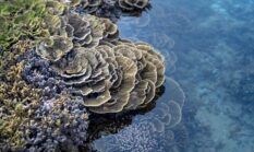Menyusuri Wajah Laut Nusantara Antara Harapan Konservasi dan Ancaman Sampah Plastik